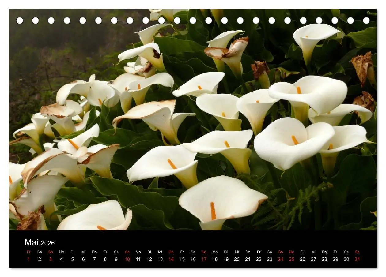 Bild: 9783516162745 | Madeira 2026 (Tischkalender 2026 DIN A5 quer), CALVENDO Monatskalender