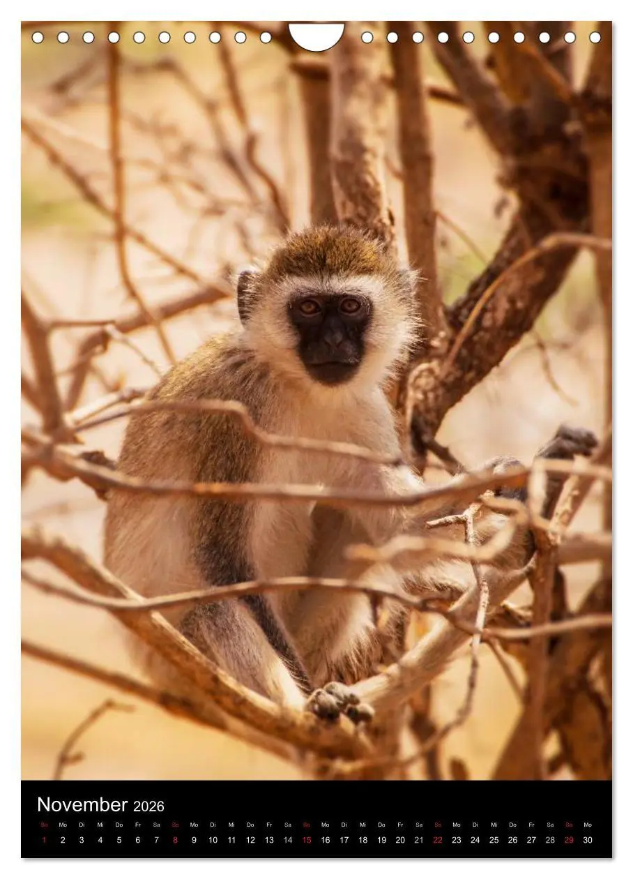 Bild: 9783516472745 | Wildes Afrika (Wandkalender 2026 DIN A4 hoch), CALVENDO Monatskalender