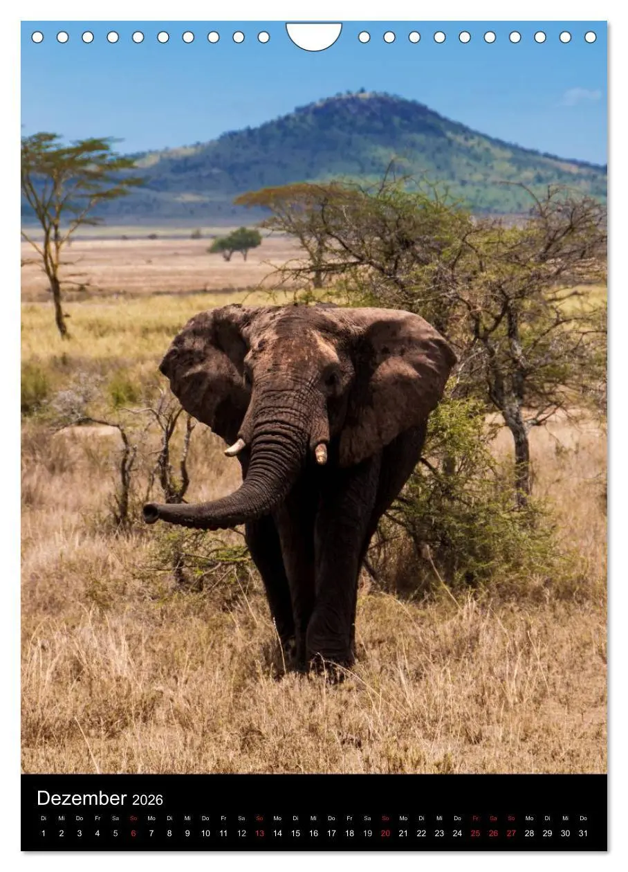Bild: 9783516472745 | Wildes Afrika (Wandkalender 2026 DIN A4 hoch), CALVENDO Monatskalender