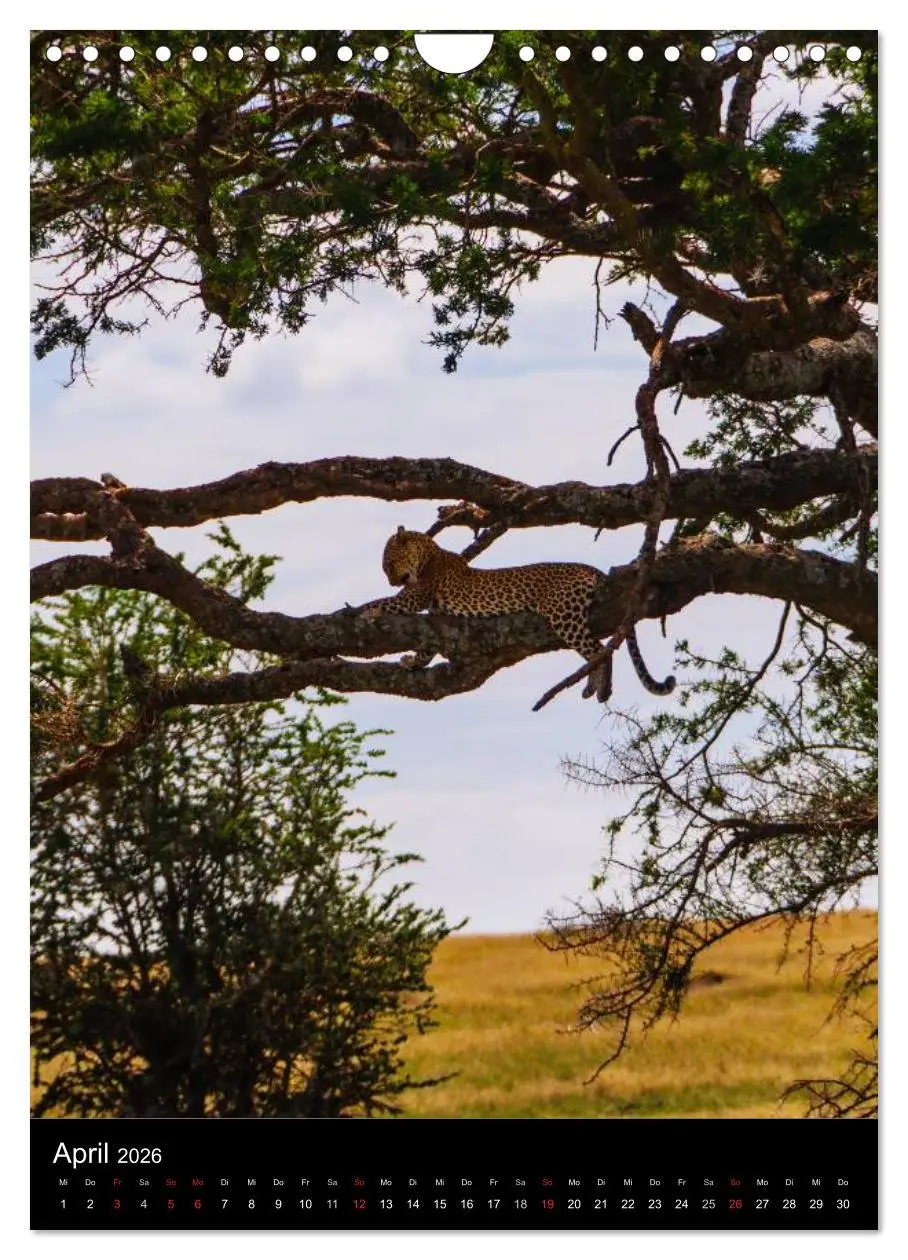 Bild: 9783516472745 | Wildes Afrika (Wandkalender 2026 DIN A4 hoch), CALVENDO Monatskalender