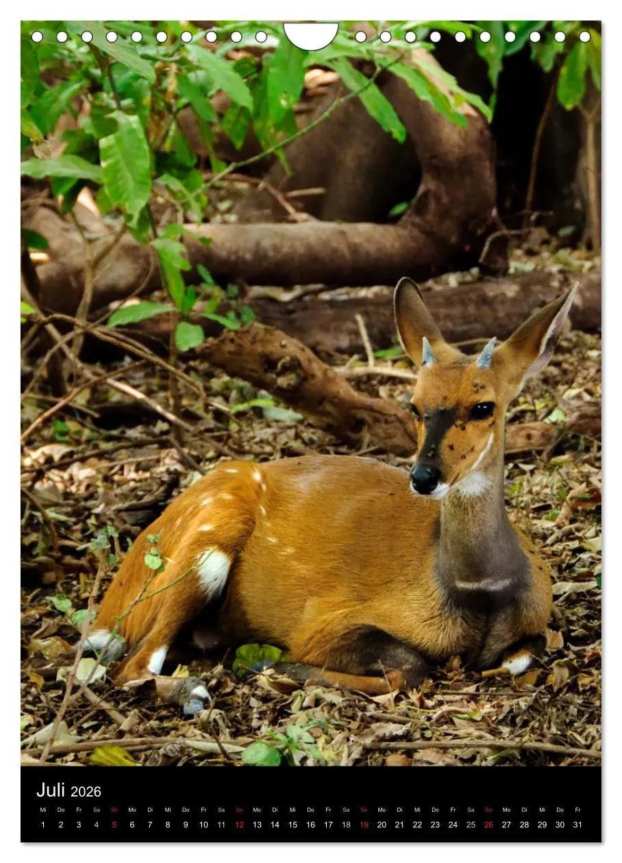 Bild: 9783516472745 | Wildes Afrika (Wandkalender 2026 DIN A4 hoch), CALVENDO Monatskalender
