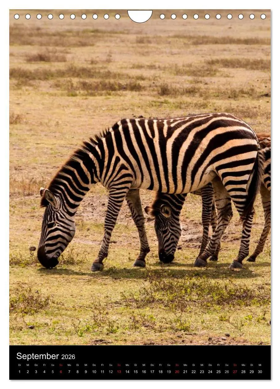 Bild: 9783516472745 | Wildes Afrika (Wandkalender 2026 DIN A4 hoch), CALVENDO Monatskalender