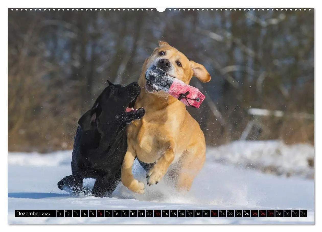 Bild: 9783516082845 | Labrador Retriever - ein Herz auf 4 Pfoten (hochwertiger Premium...