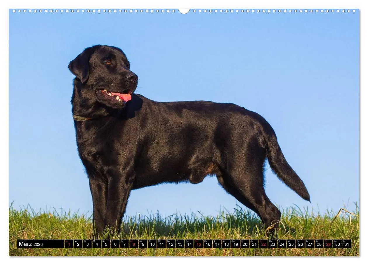 Bild: 9783516082845 | Labrador Retriever - ein Herz auf 4 Pfoten (hochwertiger Premium...