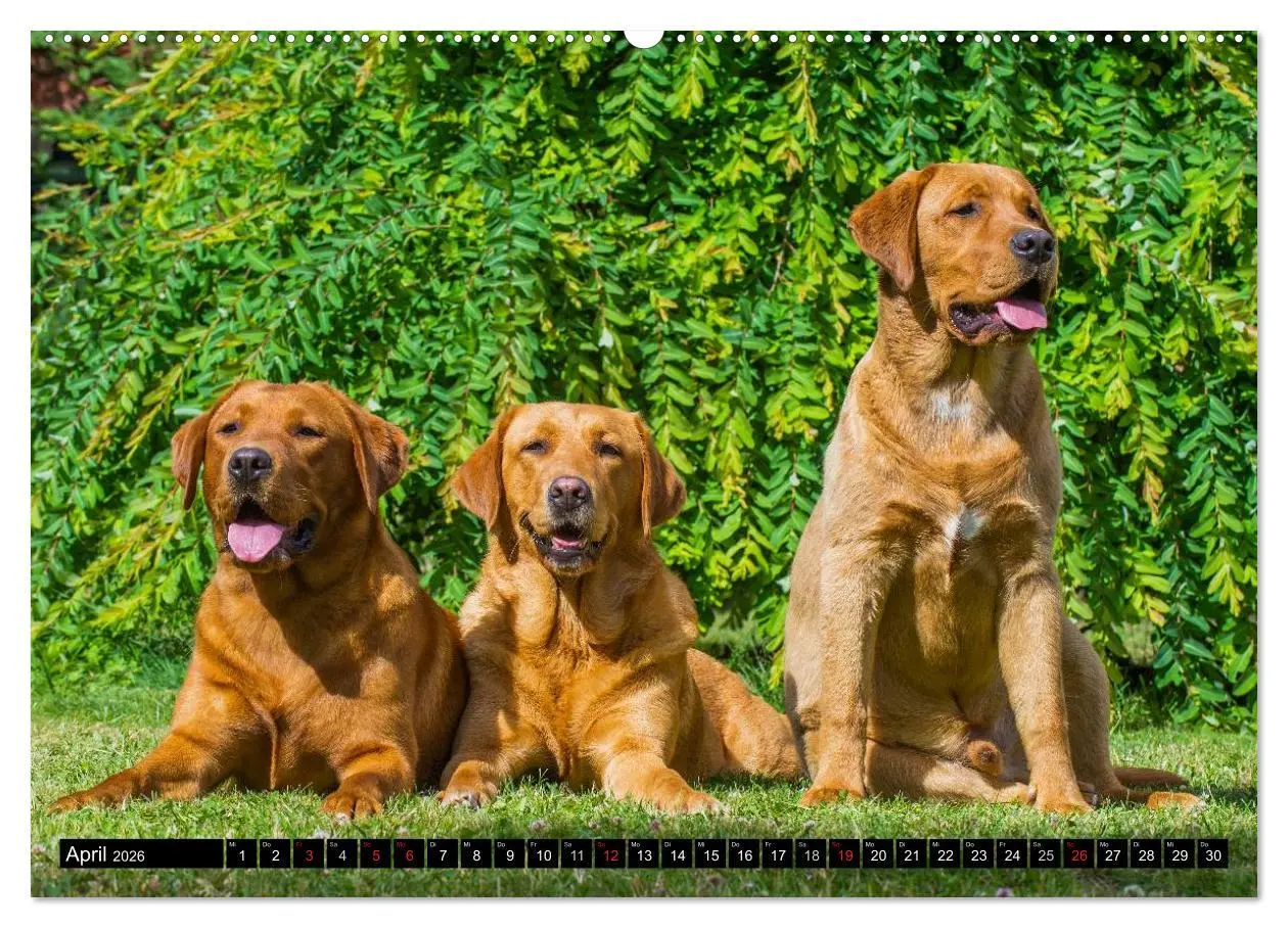 Bild: 9783516082845 | Labrador Retriever - ein Herz auf 4 Pfoten (hochwertiger Premium...