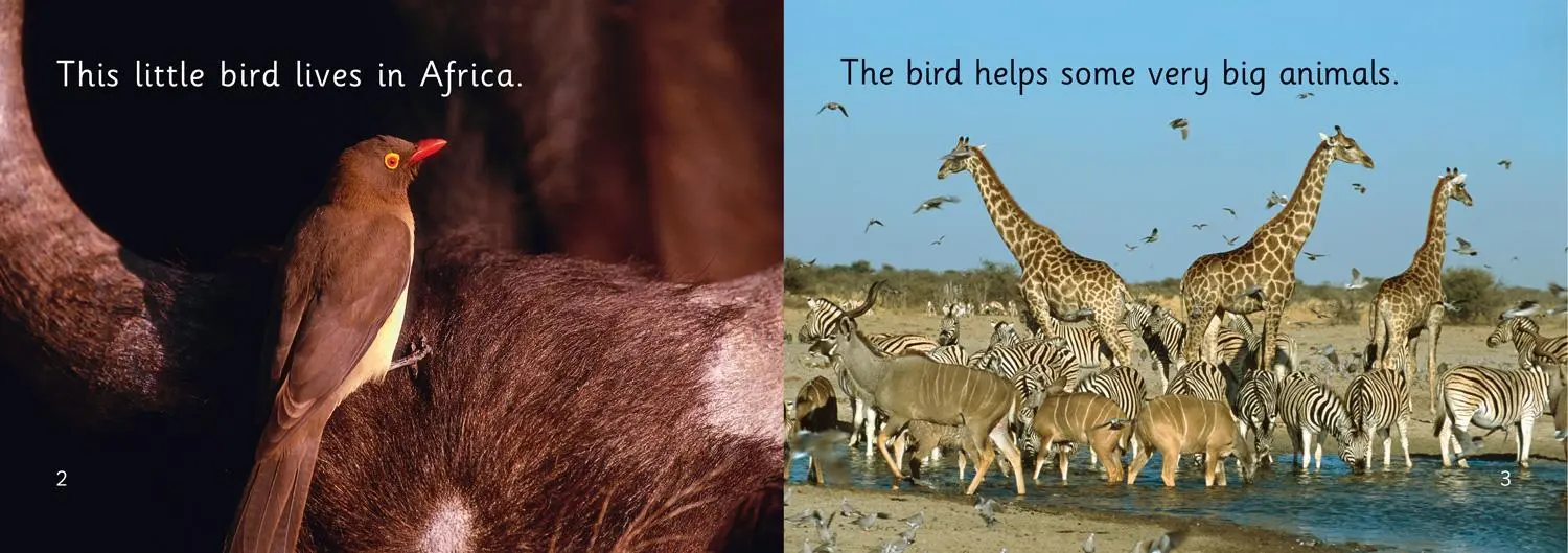 Bild: 9780007412945 | BIG CAT - HELPER BIRD | Anita Ganeri | Taschenbuch | Englisch | 2011