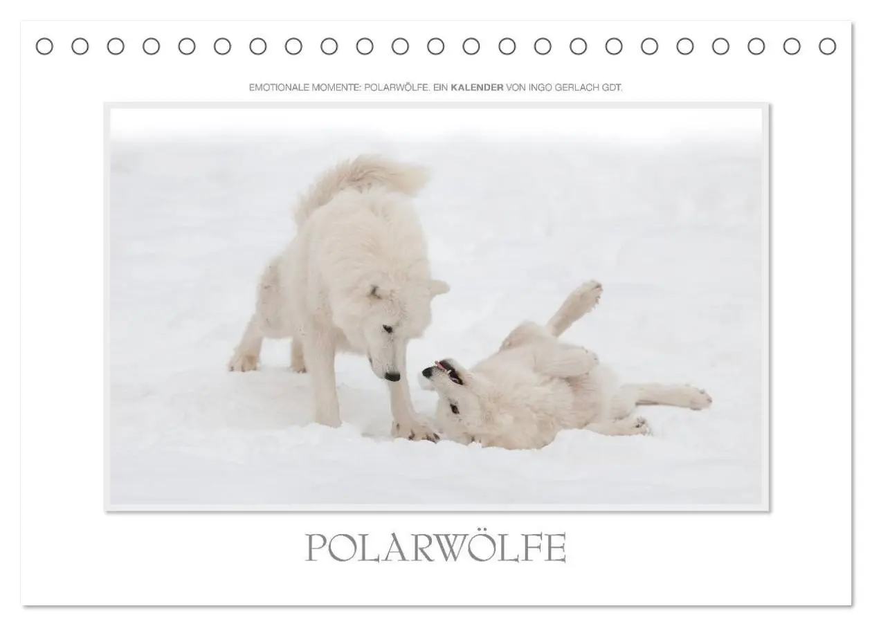 Cover: 9783516142945 | Emotionale Momente: Polarwölfe. / CH-Version (Tischkalender 2026...