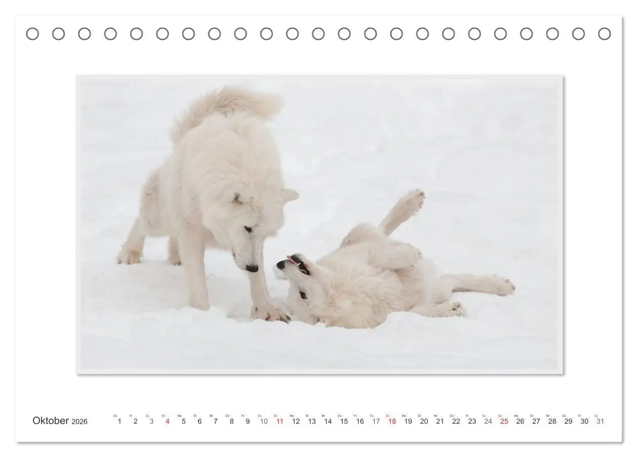 Bild: 9783516142945 | Emotionale Momente: Polarwölfe. / CH-Version (Tischkalender 2026...