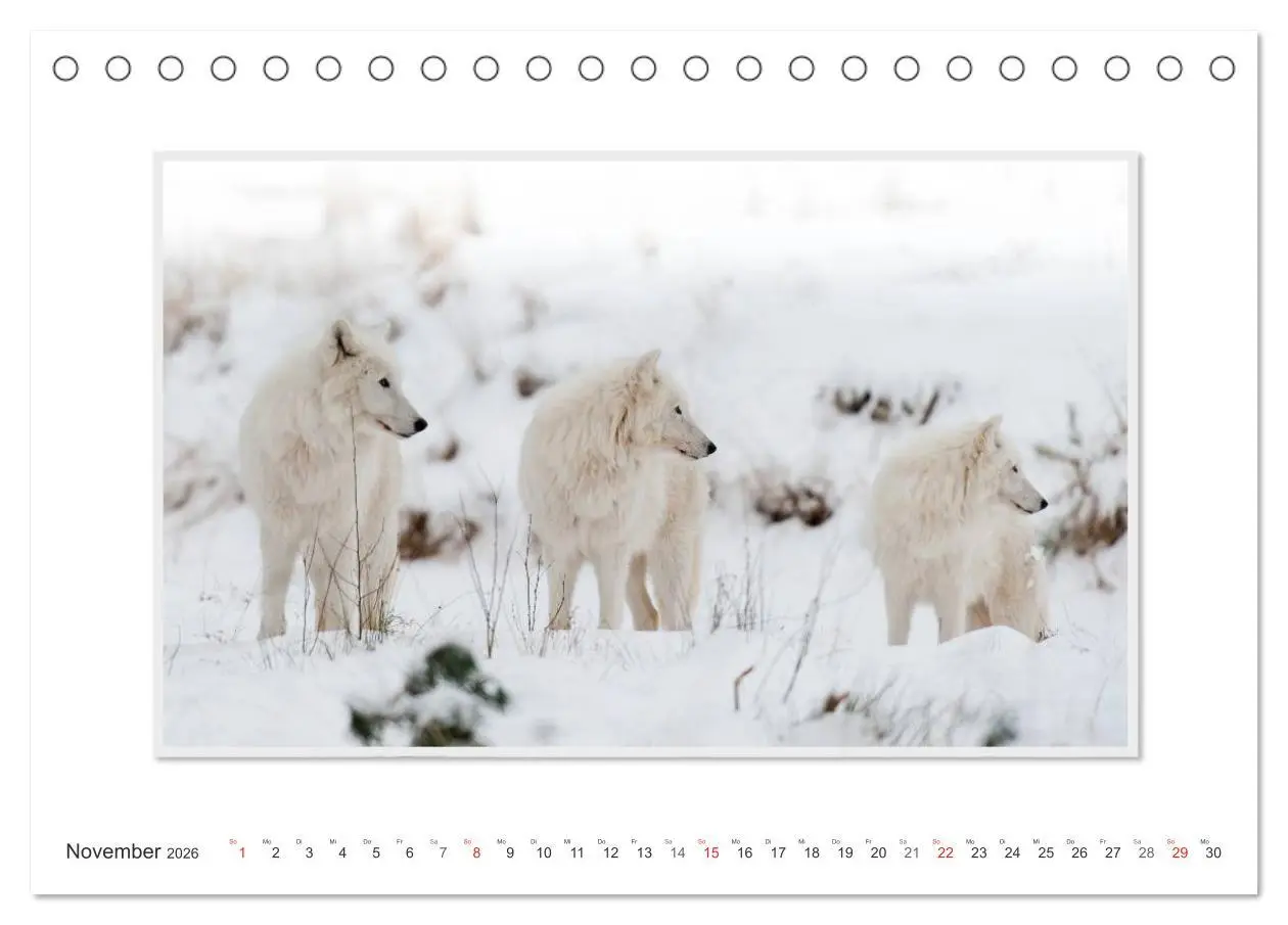 Bild: 9783516142945 | Emotionale Momente: Polarwölfe. / CH-Version (Tischkalender 2026...