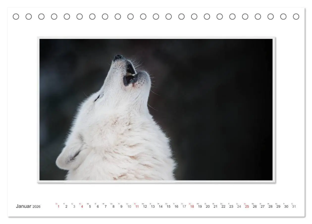 Bild: 9783516142945 | Emotionale Momente: Polarwölfe. / CH-Version (Tischkalender 2026...