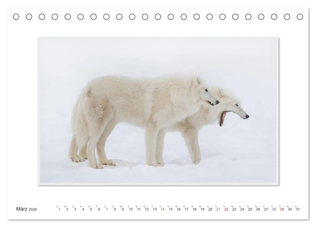 Bild: 9783516142945 | Emotionale Momente: Polarwölfe. / CH-Version (Tischkalender 2026...