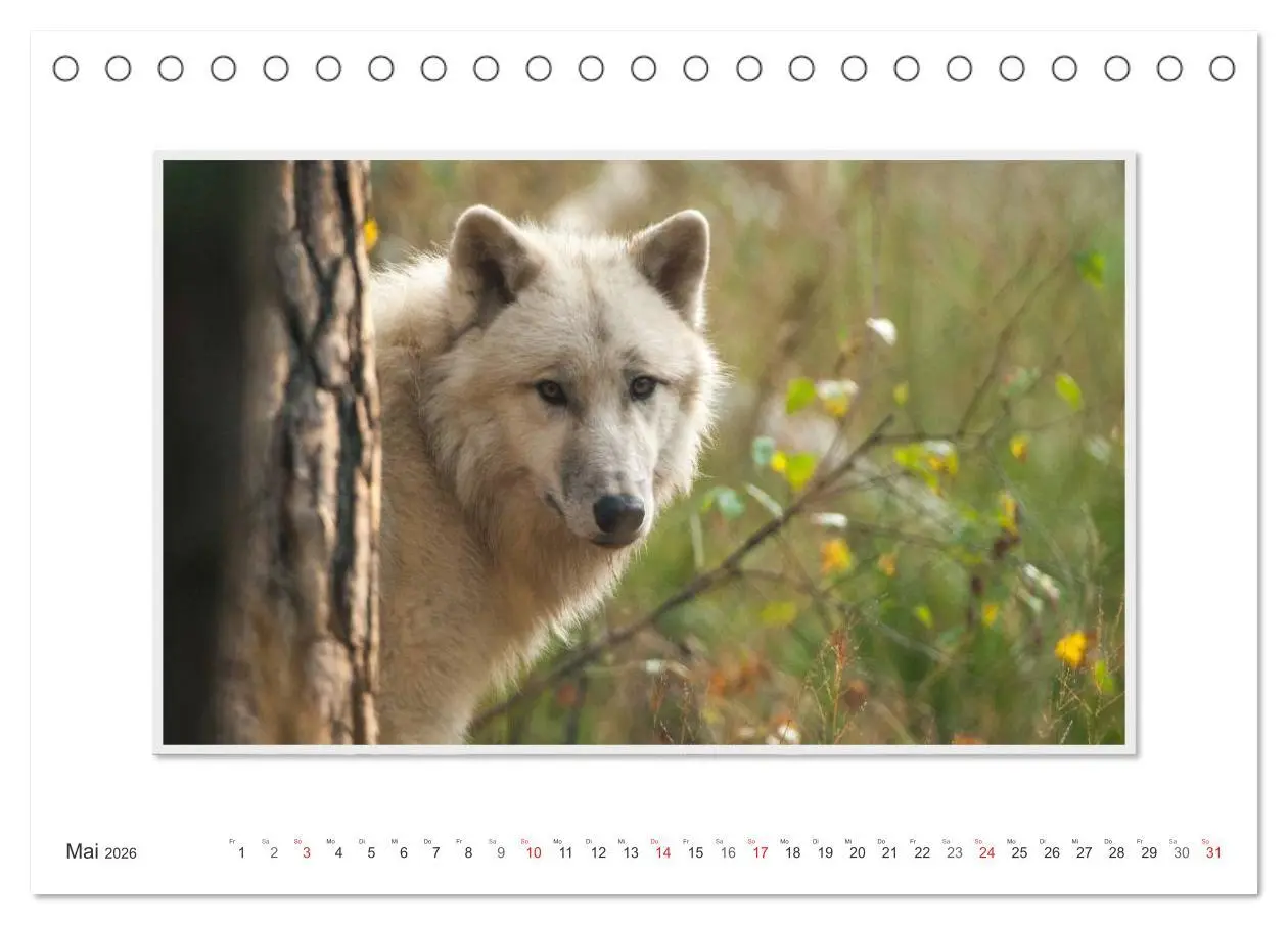 Bild: 9783516142945 | Emotionale Momente: Polarwölfe. / CH-Version (Tischkalender 2026...