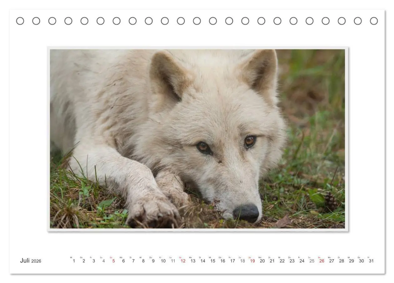 Bild: 9783516142945 | Emotionale Momente: Polarwölfe. / CH-Version (Tischkalender 2026...