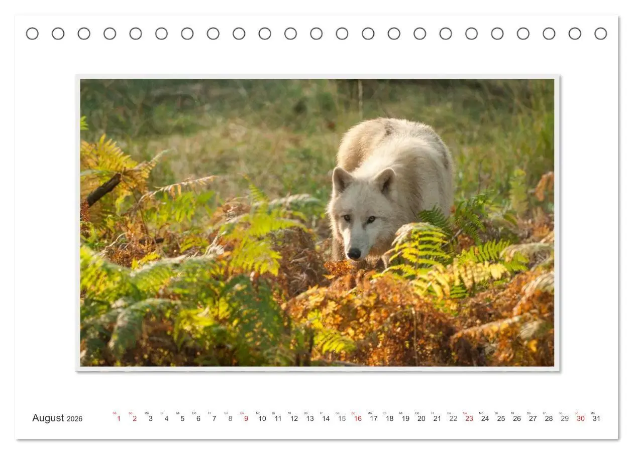 Bild: 9783516142945 | Emotionale Momente: Polarwölfe. / CH-Version (Tischkalender 2026...