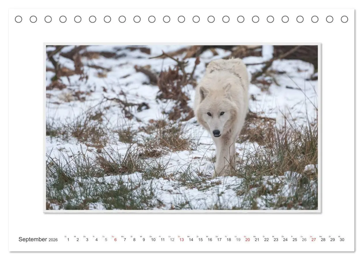 Bild: 9783516142945 | Emotionale Momente: Polarwölfe. / CH-Version (Tischkalender 2026...