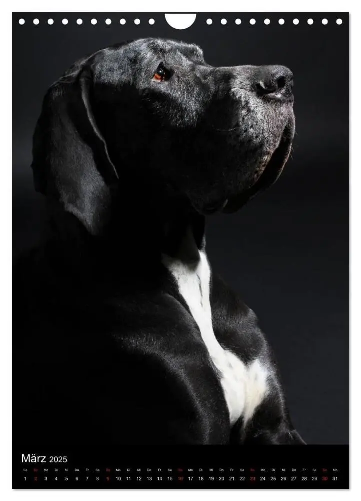 Bild: 9783457013045 | Faszination Deutsche Dogge (Wandkalender 2025 DIN A4 hoch),...