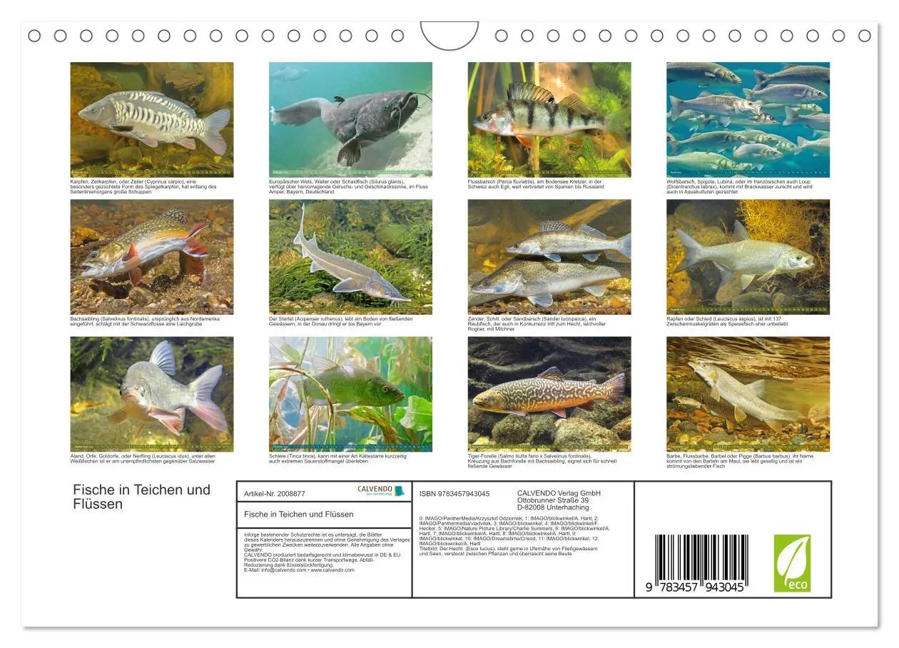 Bild: 9783457943045 | Fische in Teichen und Flüssen (Wandkalender 2026 DIN A4 quer),...