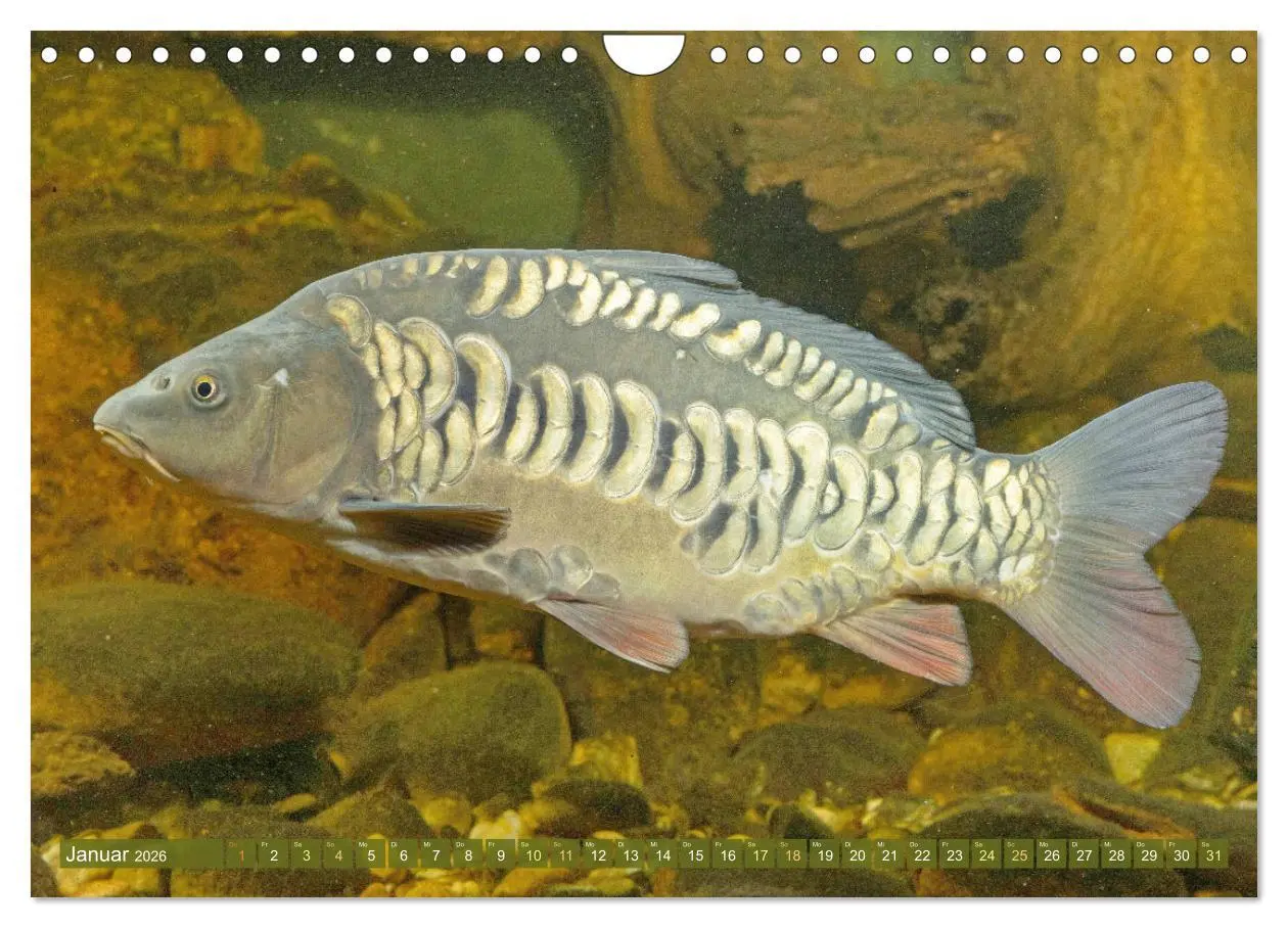 Bild: 9783457943045 | Fische in Teichen und Flüssen (Wandkalender 2026 DIN A4 quer),...