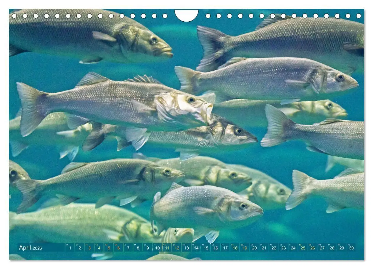 Bild: 9783457943045 | Fische in Teichen und Flüssen (Wandkalender 2026 DIN A4 quer),...