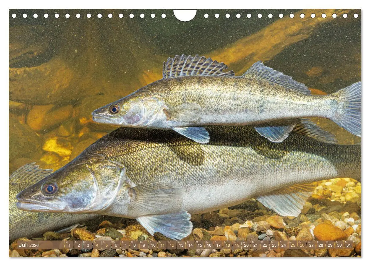 Bild: 9783457943045 | Fische in Teichen und Flüssen (Wandkalender 2026 DIN A4 quer),...