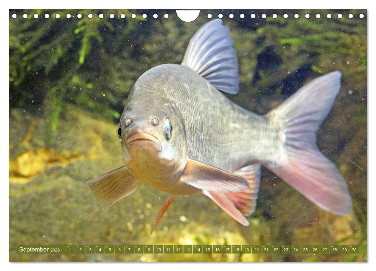 Bild: 9783457943045 | Fische in Teichen und Flüssen (Wandkalender 2026 DIN A4 quer),...