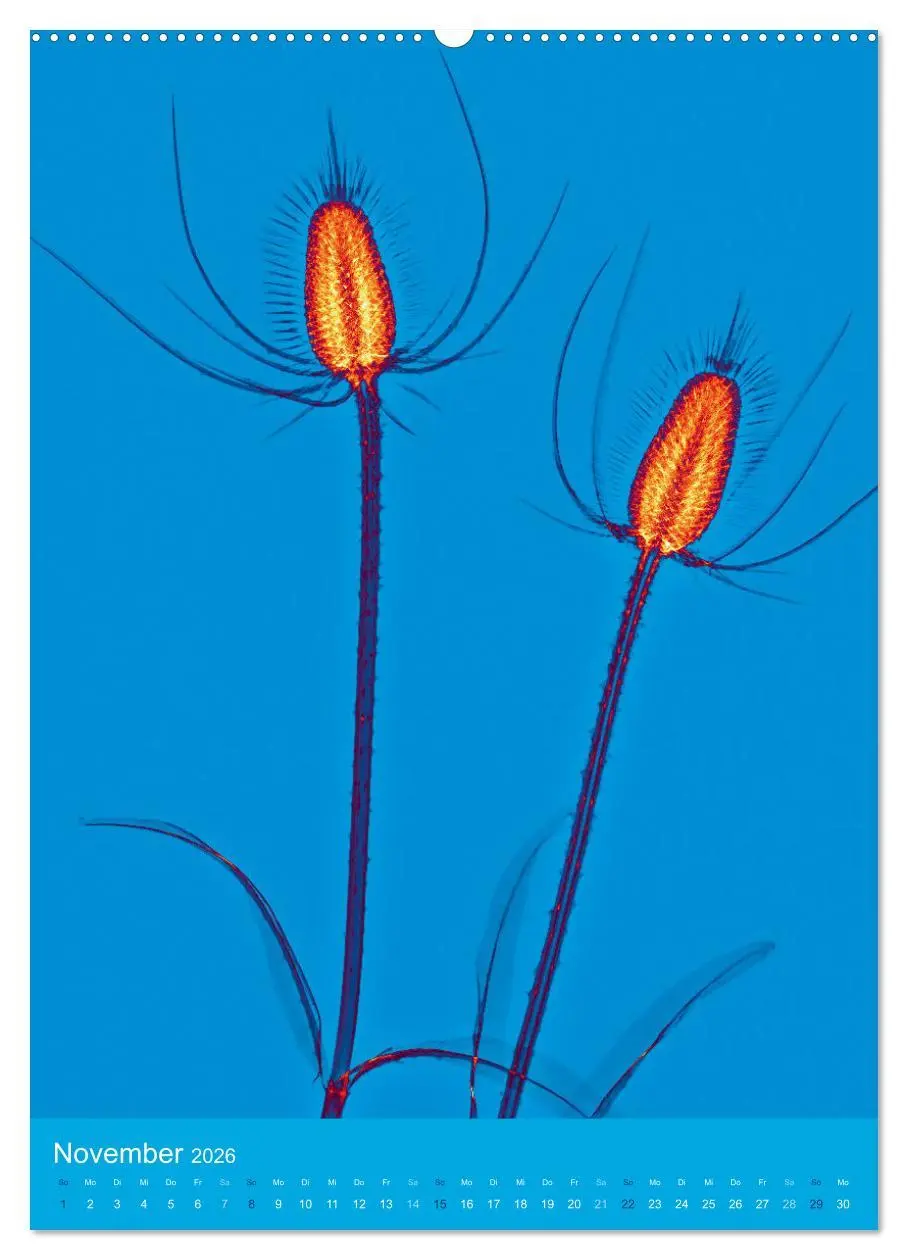 Bild: 9783516343045 | Durchleuchtete Blumenwelt 2026 (hochwertiger Premium Wandkalender...