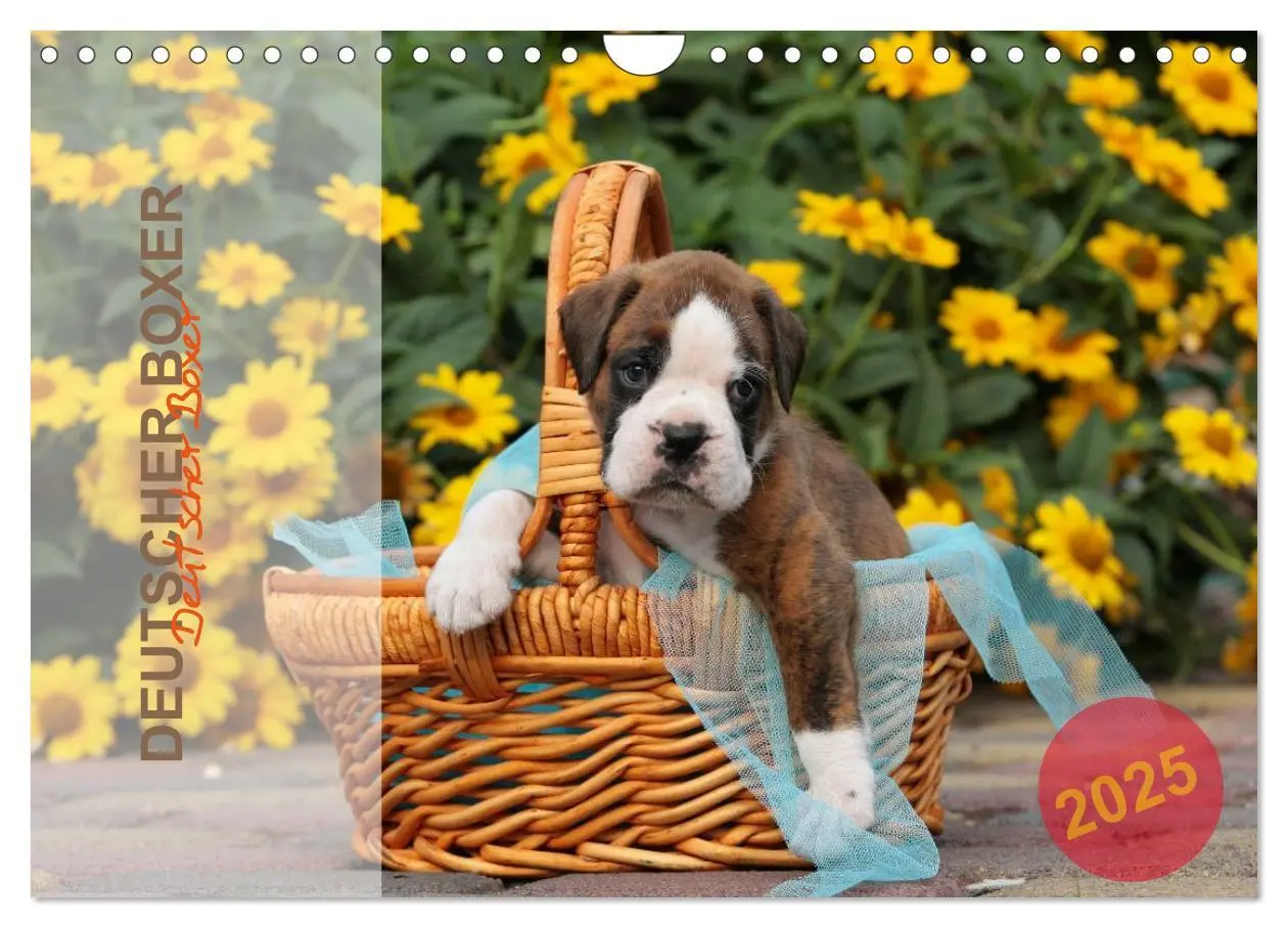Cover: 9783435823345 | Deutscher Boxer 2025 (Wandkalender 2025 DIN A4 quer), CALVENDO...