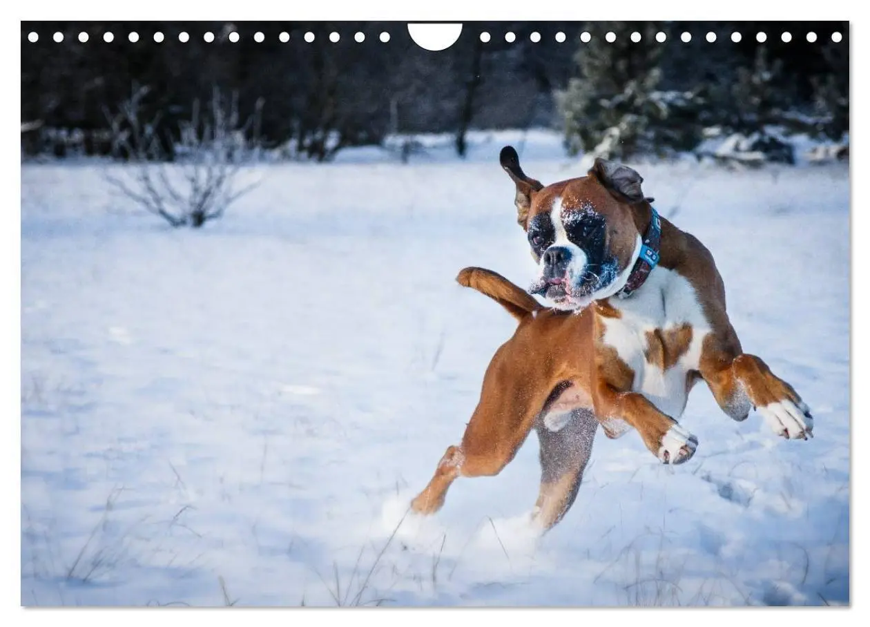 Bild: 9783435823345 | Deutscher Boxer 2025 (Wandkalender 2025 DIN A4 quer), CALVENDO...