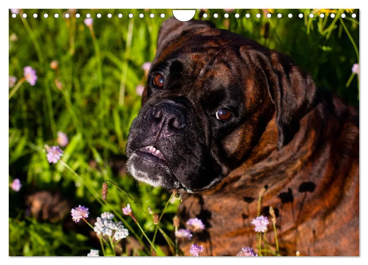 Bild: 9783435823345 | Deutscher Boxer 2025 (Wandkalender 2025 DIN A4 quer), CALVENDO...