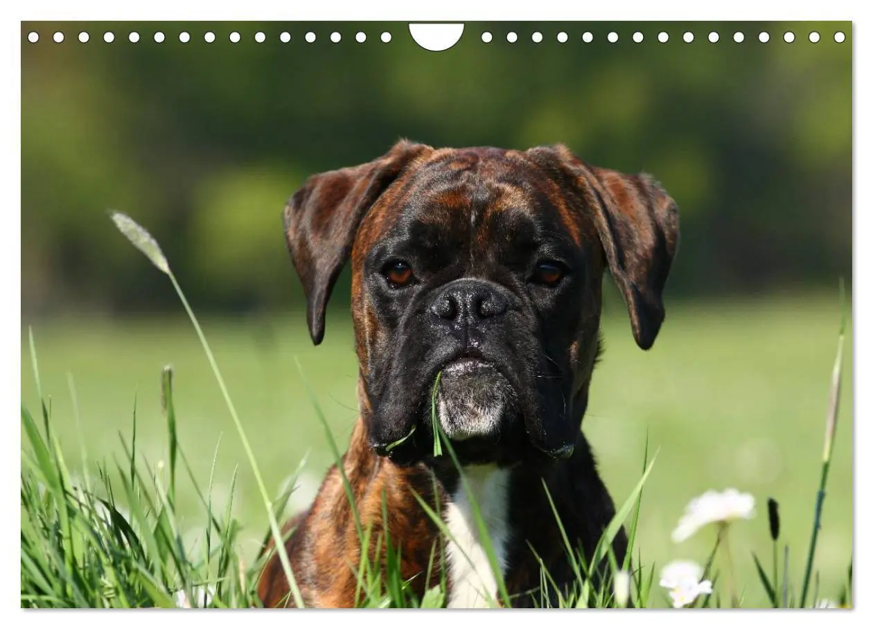 Bild: 9783435823345 | Deutscher Boxer 2025 (Wandkalender 2025 DIN A4 quer), CALVENDO...