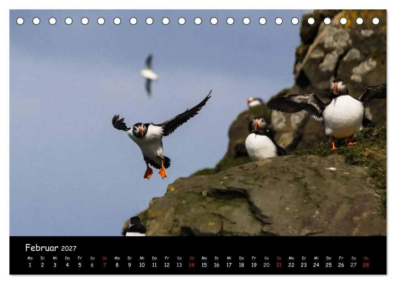 Bild: 9783569953345 | Die Papageientaucher von Mykines (Tischkalender 2027 DIN A5 quer),...