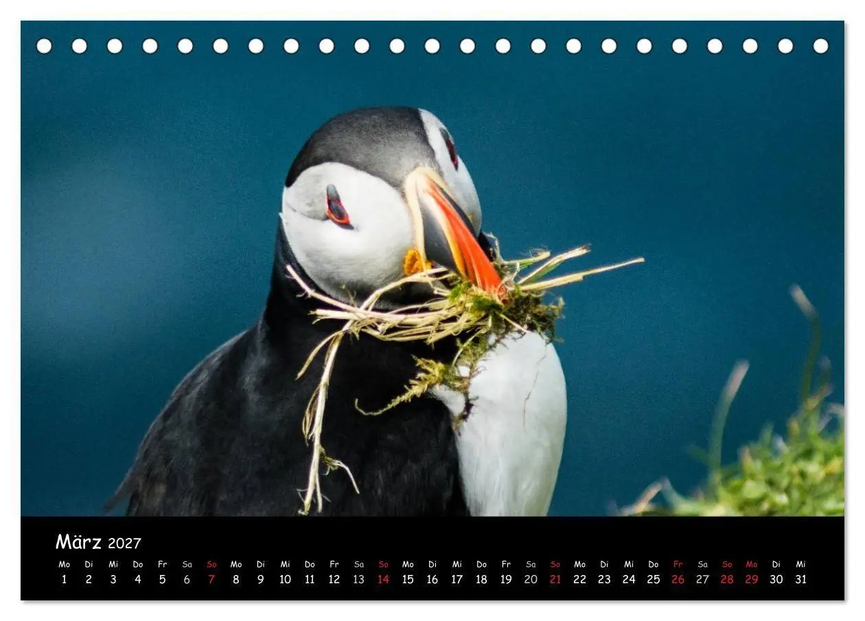 Bild: 9783569953345 | Die Papageientaucher von Mykines (Tischkalender 2027 DIN A5 quer),...