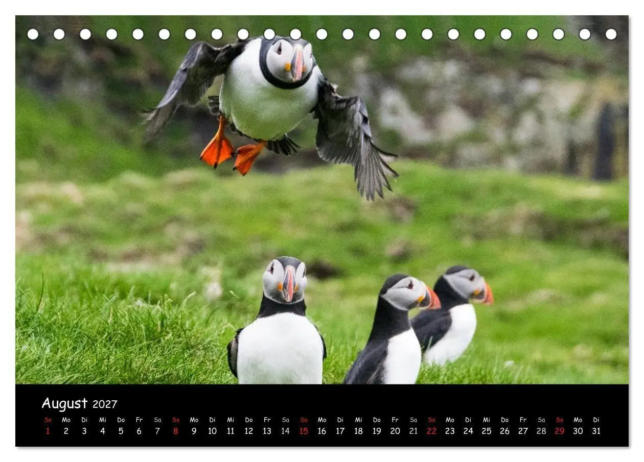 Bild: 9783569953345 | Die Papageientaucher von Mykines (Tischkalender 2027 DIN A5 quer),...