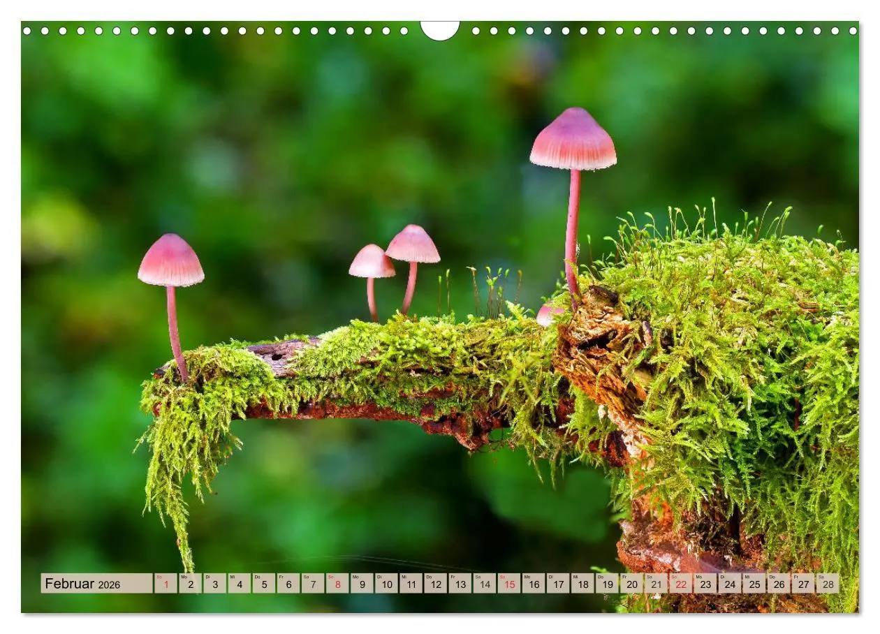 Bild: 9783457743645 | Leise durch den Wald. Sich Zeit nehmen und der Stille lauschen...