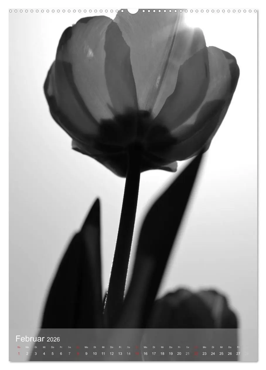 Bild: 9783516433845 | Monochrome Blüten - In Schwarz-Weiß Bildern durch das Jahr...