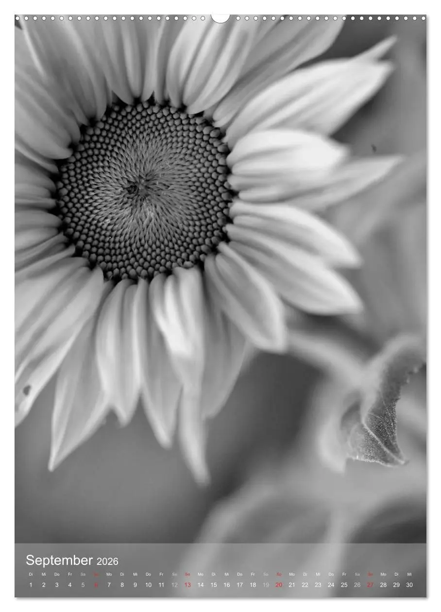 Bild: 9783516433845 | Monochrome Blüten - In Schwarz-Weiß Bildern durch das Jahr...
