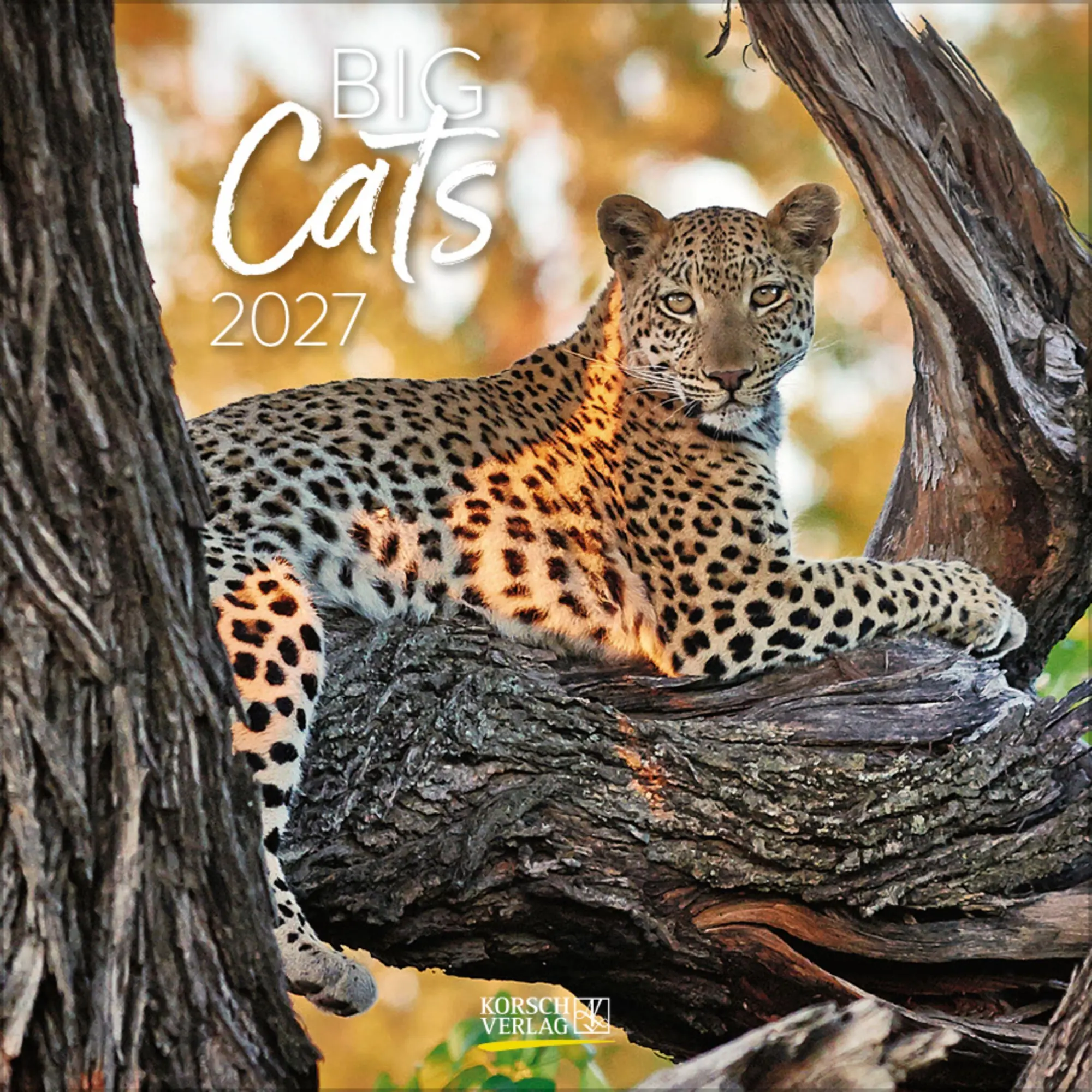 Cover: 9783819303845 | Big Cats 2027 | Verlag Korsch | Kalender | 13 S. | Deutsch | 2027