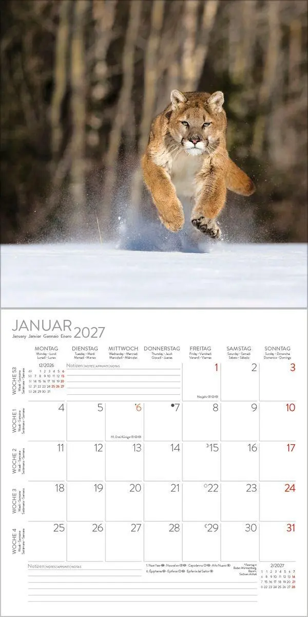 Bild: 9783819303845 | Big Cats 2027 | Verlag Korsch | Kalender | 13 S. | Deutsch | 2027