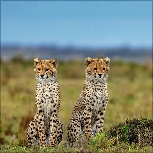 Bild: 9783819303845 | Big Cats 2027 | Verlag Korsch | Kalender | 13 S. | Deutsch | 2027