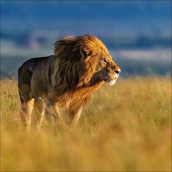 Bild: 9783819303845 | Big Cats 2027 | Verlag Korsch | Kalender | 13 S. | Deutsch | 2027