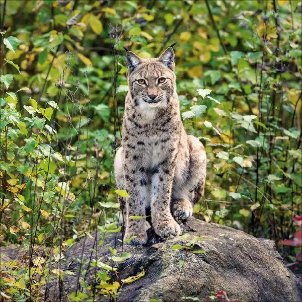Bild: 9783819303845 | Big Cats 2027 | Verlag Korsch | Kalender | 13 S. | Deutsch | 2027