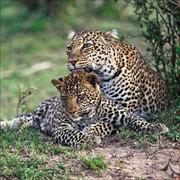 Bild: 9783819303845 | Big Cats 2027 | Verlag Korsch | Kalender | 13 S. | Deutsch | 2027