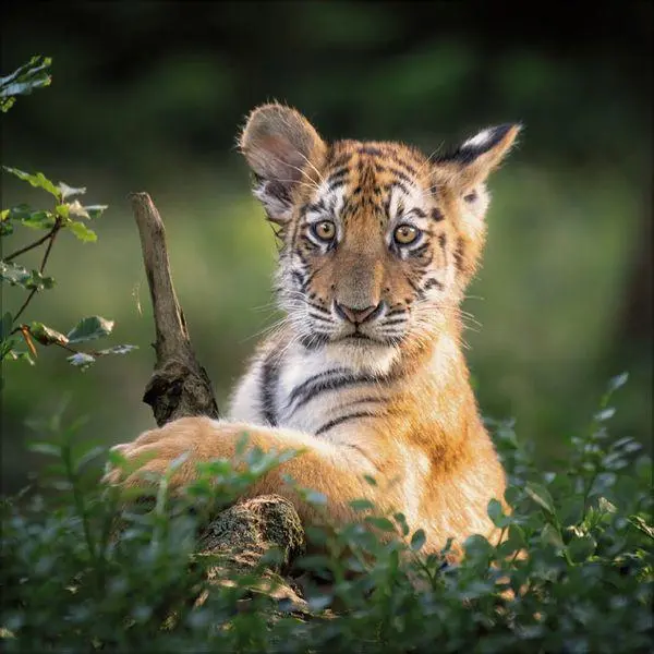 Bild: 9783819303845 | Big Cats 2027 | Verlag Korsch | Kalender | 13 S. | Deutsch | 2027
