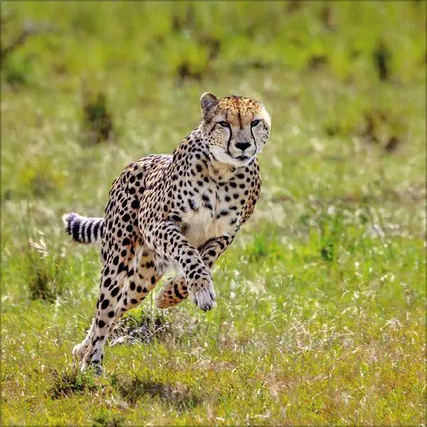Bild: 9783819303845 | Big Cats 2027 | Verlag Korsch | Kalender | 13 S. | Deutsch | 2027