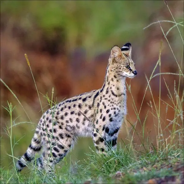 Bild: 9783819303845 | Big Cats 2027 | Verlag Korsch | Kalender | 13 S. | Deutsch | 2027