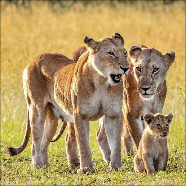 Bild: 9783819303845 | Big Cats 2027 | Verlag Korsch | Kalender | 13 S. | Deutsch | 2027