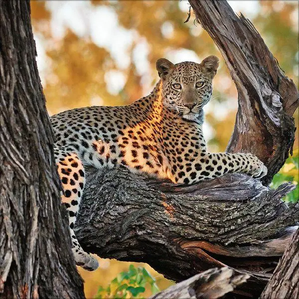 Bild: 9783819303845 | Big Cats 2027 | Verlag Korsch | Kalender | 13 S. | Deutsch | 2027