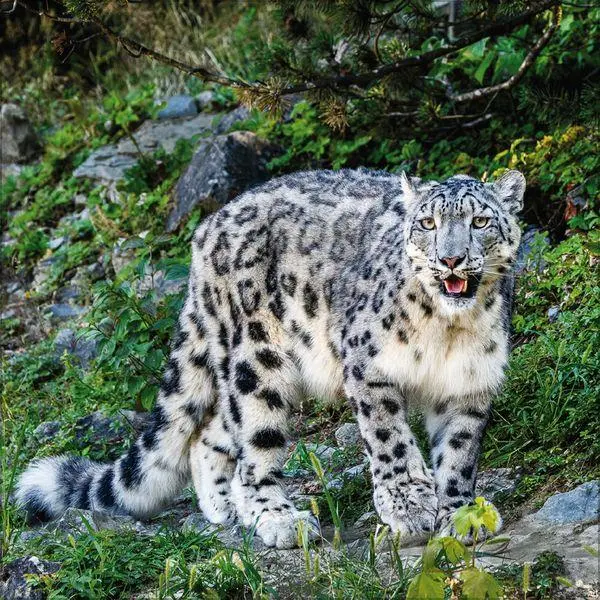 Bild: 9783819303845 | Big Cats 2027 | Verlag Korsch | Kalender | 13 S. | Deutsch | 2027