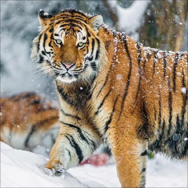 Bild: 9783819303845 | Big Cats 2027 | Verlag Korsch | Kalender | 13 S. | Deutsch | 2027