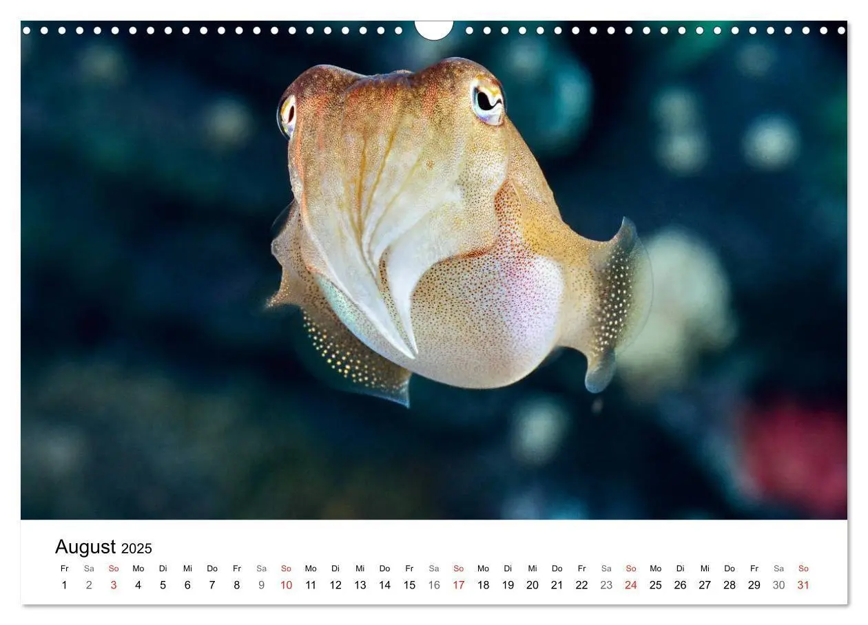 Bild: 9783435793945 | Fischzauber - Wundervolle Aquarienfische (Wandkalender 2025 DIN A3...